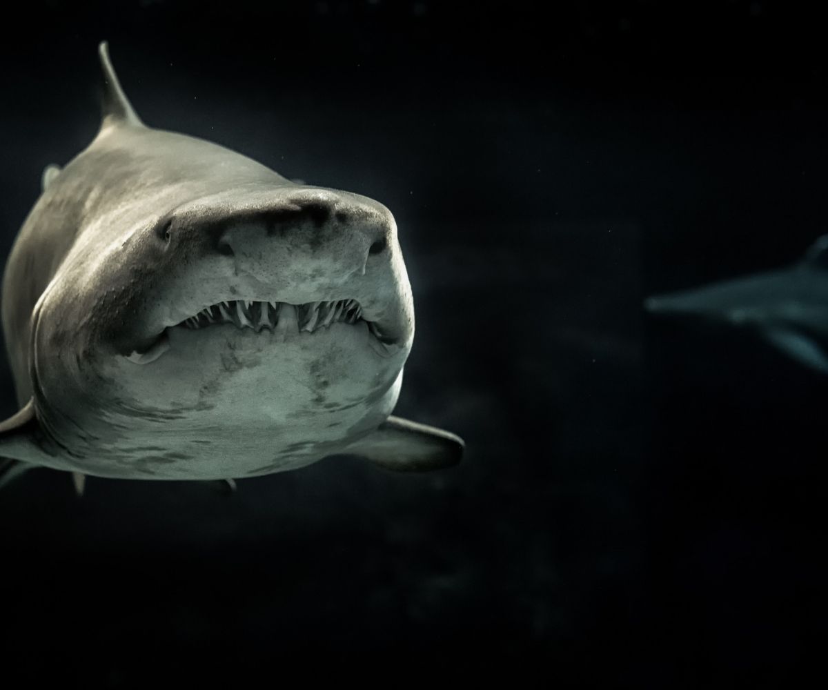 Are Great White Sharks descendants of the Megalodon Shark_ - Sharklady Adventures