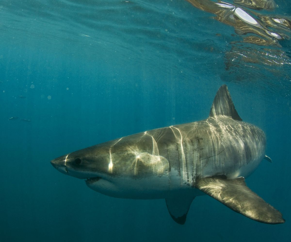 Five Amazing Facts about Great White Sharks