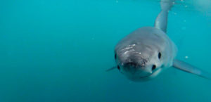 Shark Tourism and Cage Diving