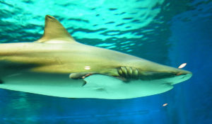 Bronze Whaler Sharks