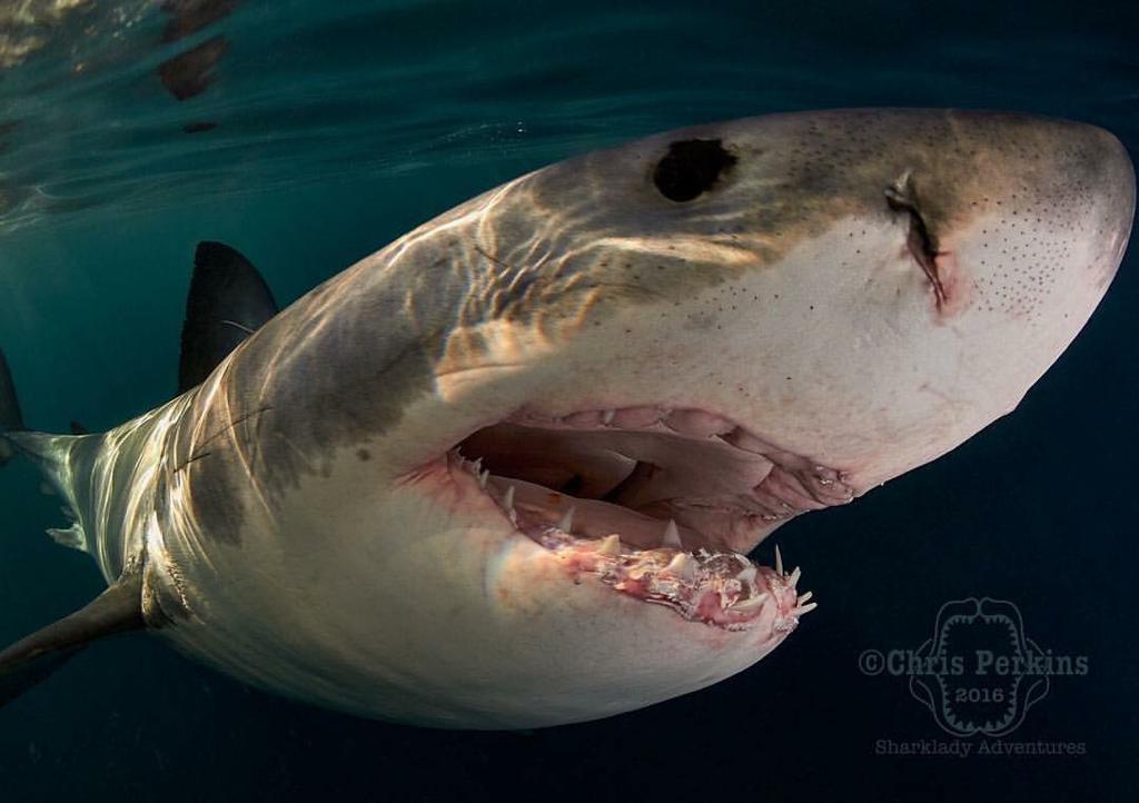 5 Differences Between Great White Sharks And Bronze Whaler Sharks