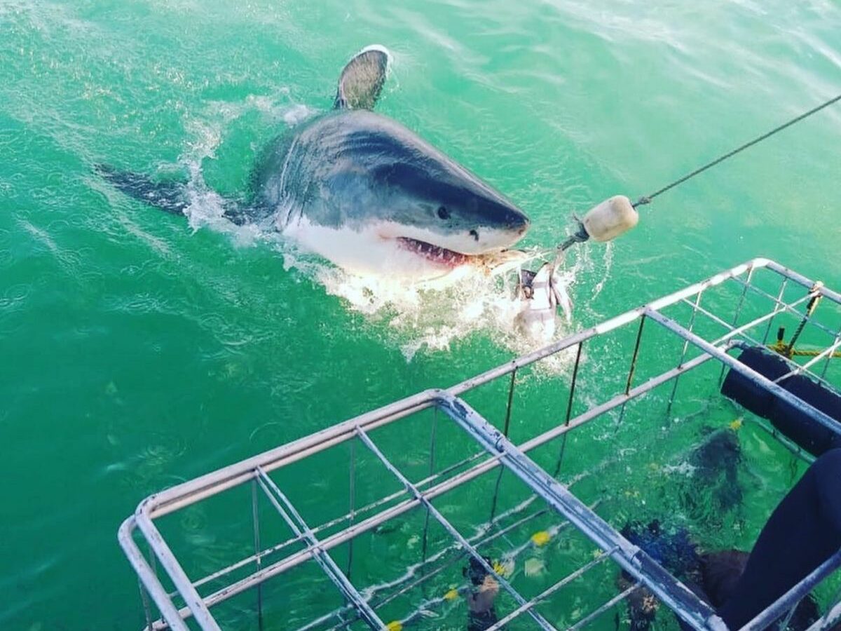 On your trip with Sharklady adventures you can see a great white shark next to the cage
