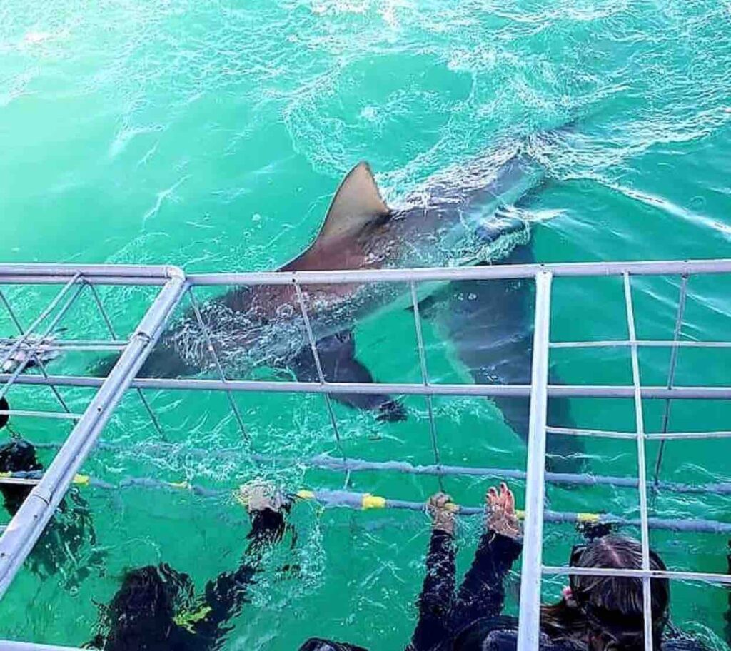 bronze whaler shark at cage