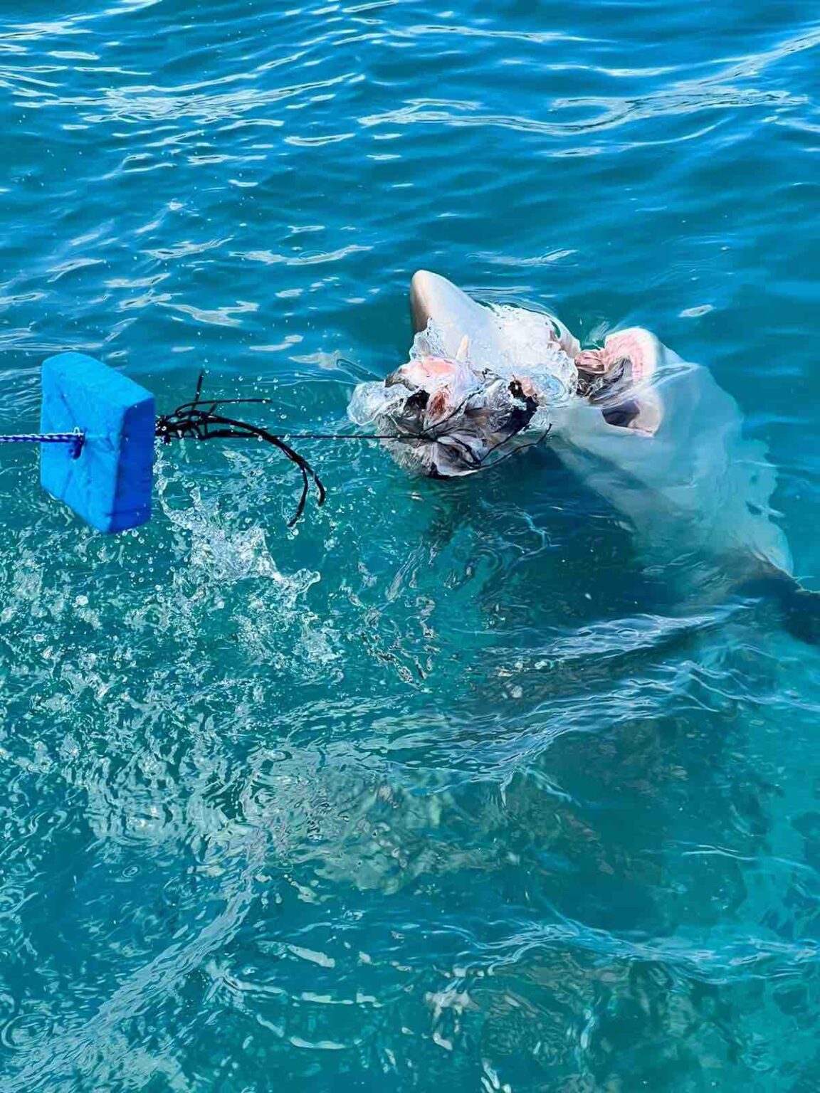 Bronze Whaler Sharks Shark Diving Sharklady Adventures