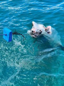 Bronze Whaler Sharks 1 Sharklady Adventures Bronzies00006