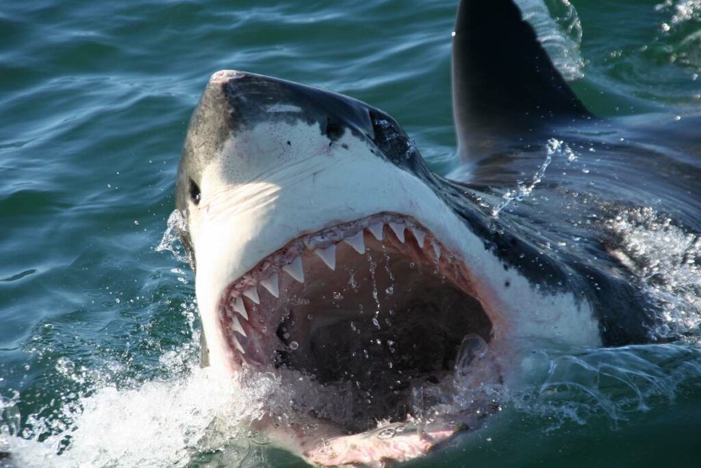 great white shark with gaping mouth baring teeth
