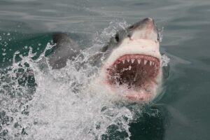 Great White Shark Decline Gansbaai: What Happened to the Ocean’s Apex Predator?
