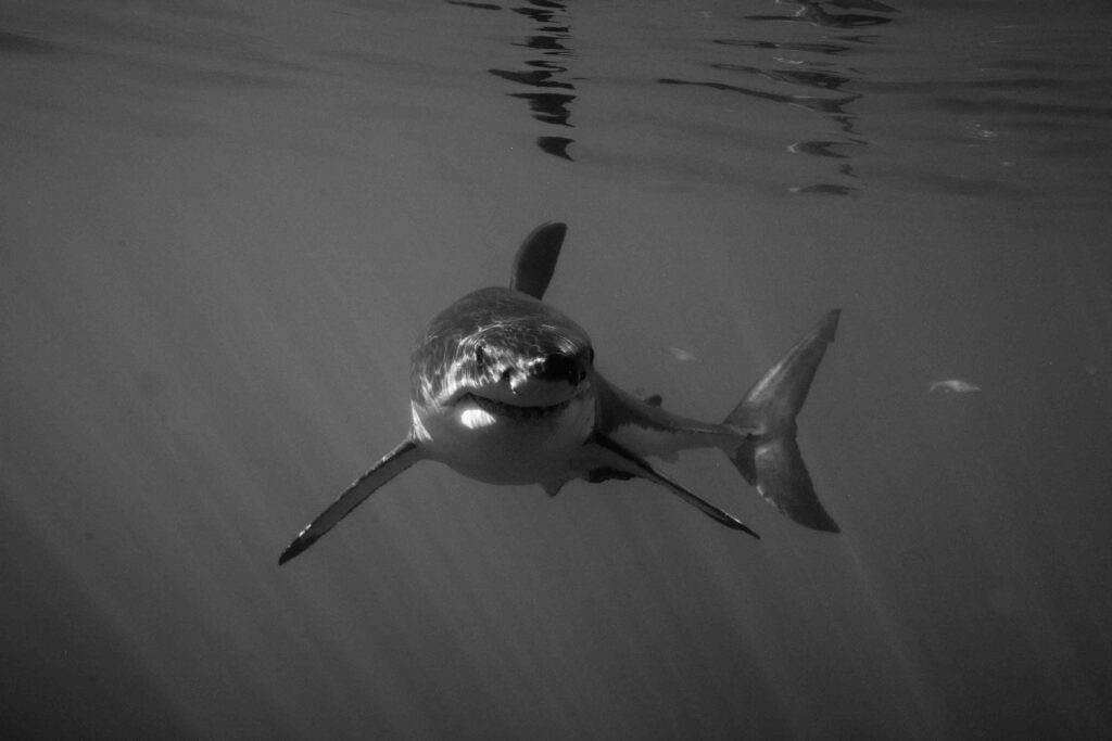 Sharklady Adventures Great Whites00015