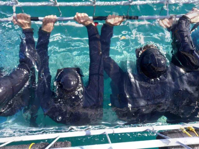 shard divers in cage