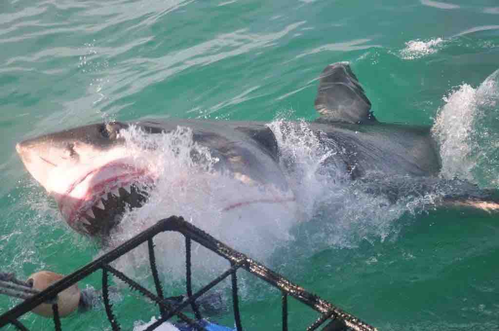 great white shark at surface bares teeth next to cage