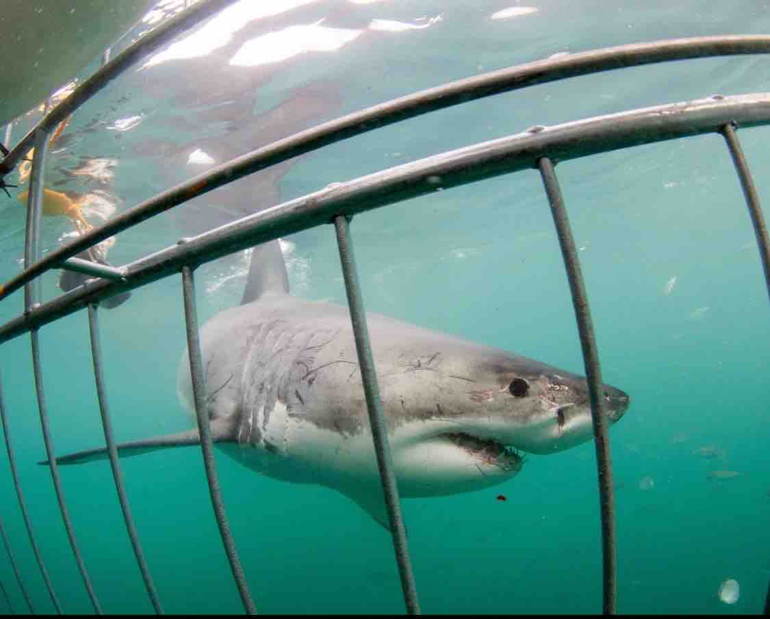 great white shark viewed from inside shark cage