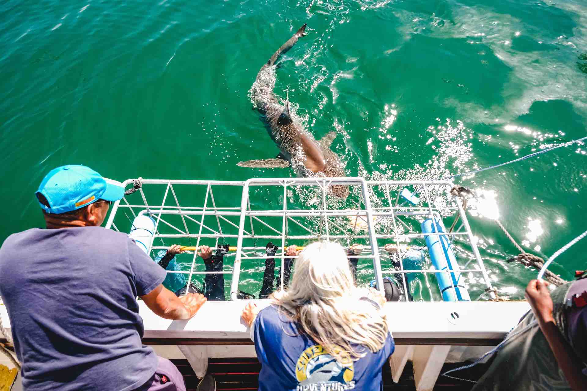 shark cage diving south africa