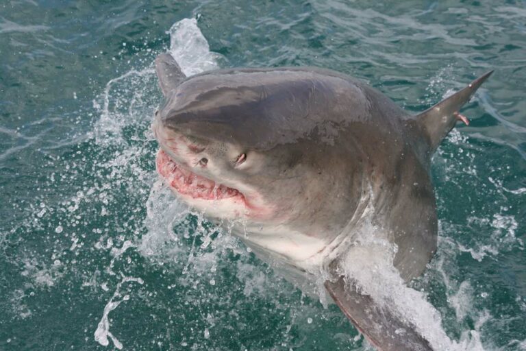 great white shark lunging out of water