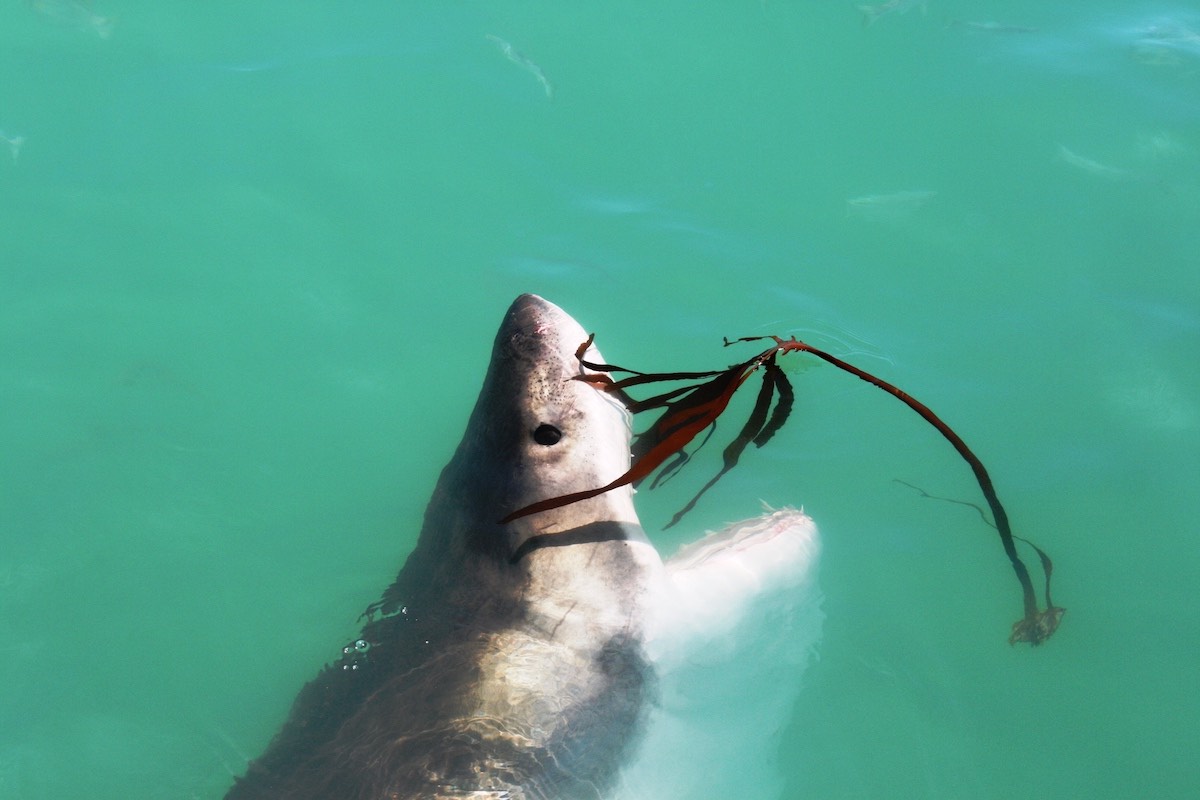 great white shark biting kelp