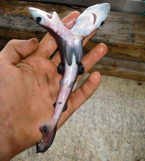 “Siamese” twins in sharks – RARE occurrence