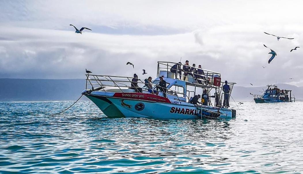 sharklady adventures boat