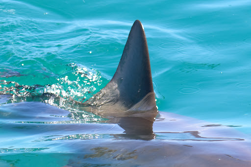 Photo from customer review