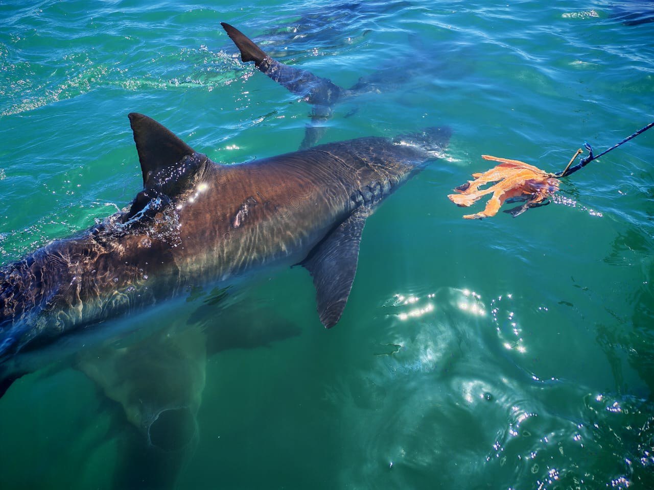 How Climate Change is Affecting South Africa’s Oceans: What You Need to Know