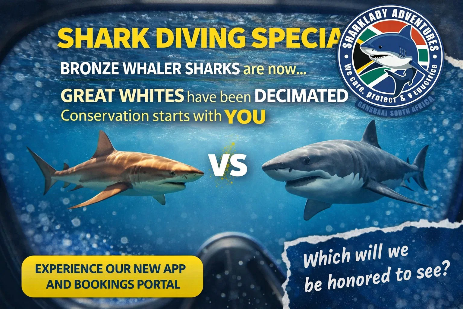 Sharklady-Bronzies-vs-great-White-Sharks-sharklady-co-za.png