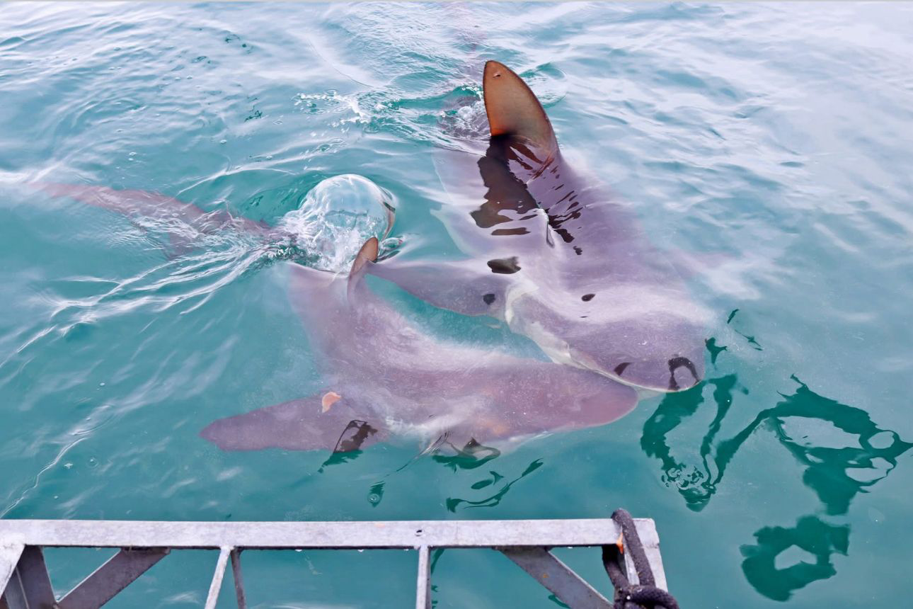 Sharklady Bronzies vs great White Sharks sharklady co za pic 1