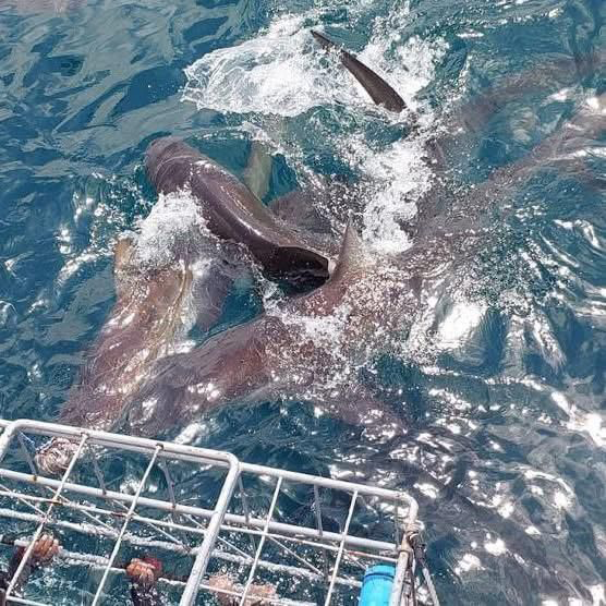 Sharklady Bronzies vs great White Sharks sharklady co za pic 2