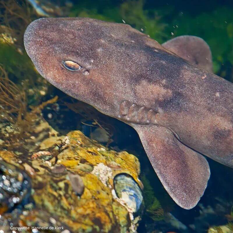 Brown Shyshark