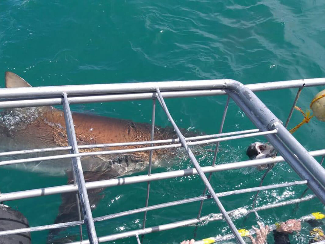 Contact Sharklady Adventures
