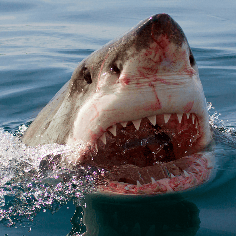 Dive Shark Alley Gansbaai