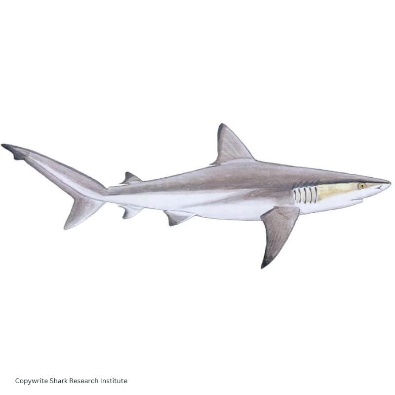 Dusky shark