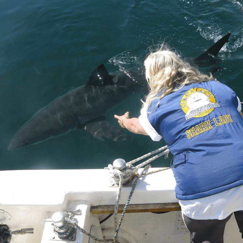 Kim Sharklady Maclean Gansbaai Shark Cage Diving Kim Sharklady Maclean Gansbaai Shark Cage Diving