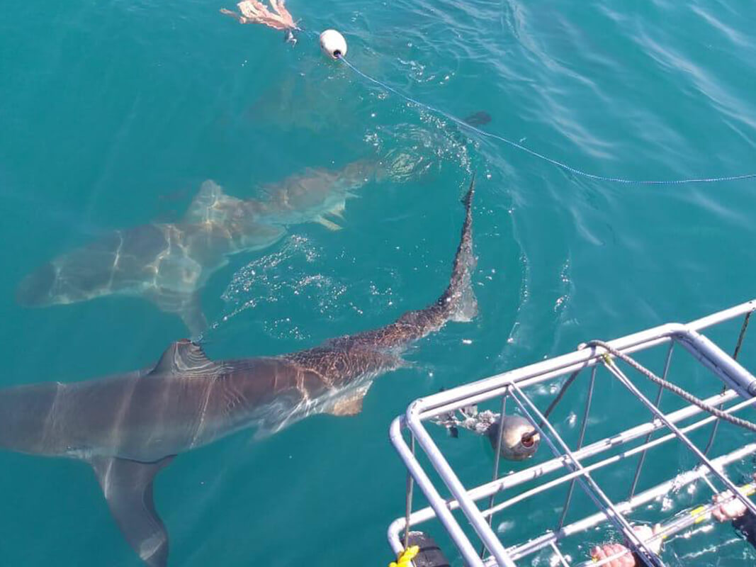 Many sharks at the cage