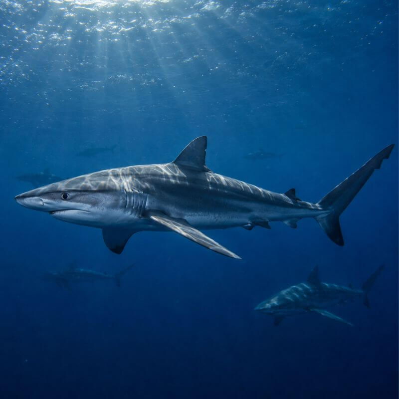 Pelagic sharks in the sunlit deep ocean Pelagic sharks in the sunlit deep ocean