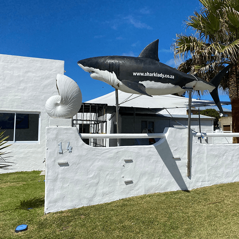 Sharklady Adventures in Gansbaai, South Africa