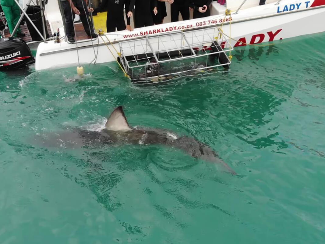Shark by Sharklady Adventure_s boat