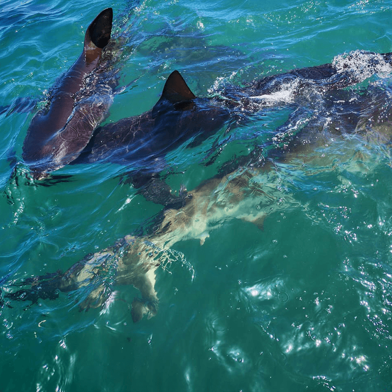 Shark experience in Gansbaai