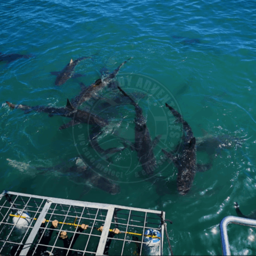 Copper sharks by boat