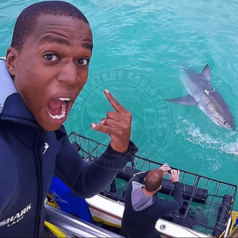 Diver with Great White Shark