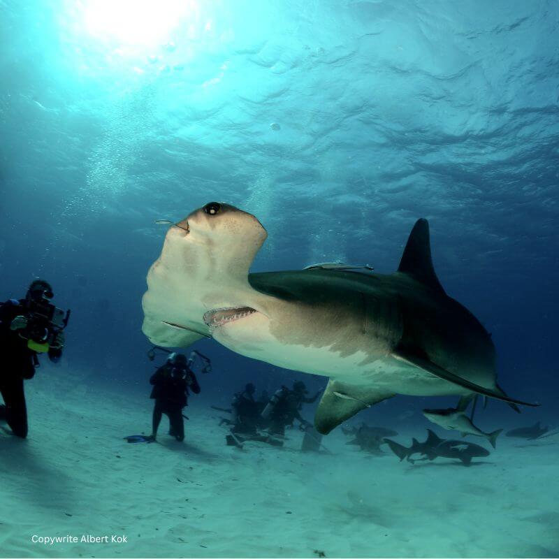 Smooth hammerhead shark Smooth hammerhead shark