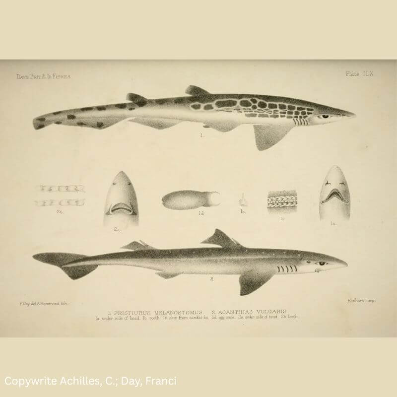 blackmouth catshark explanation