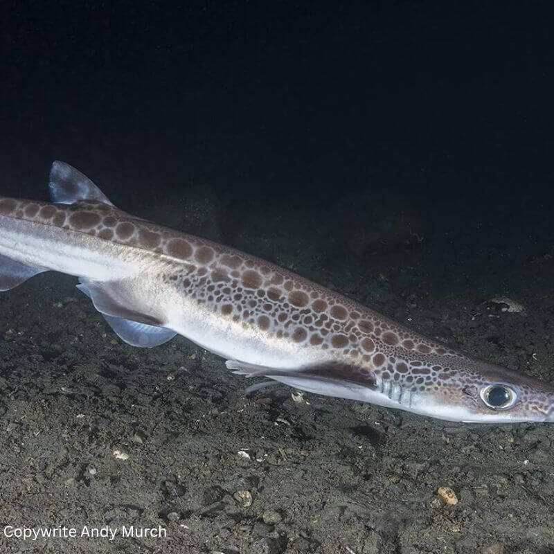 blackmouth catshark swimming on sea bottom