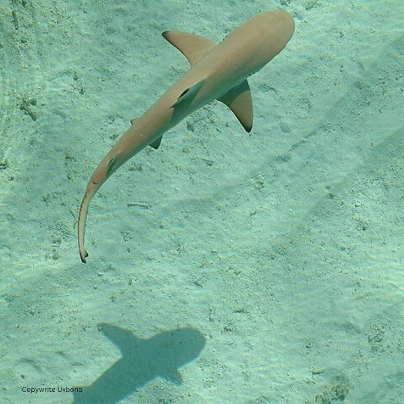 blacktip reef shark blacktip reef shark