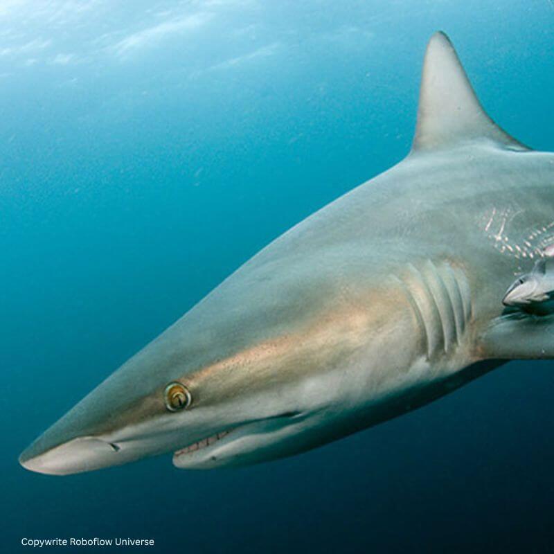 bronze whaler shark bronze whaler shark