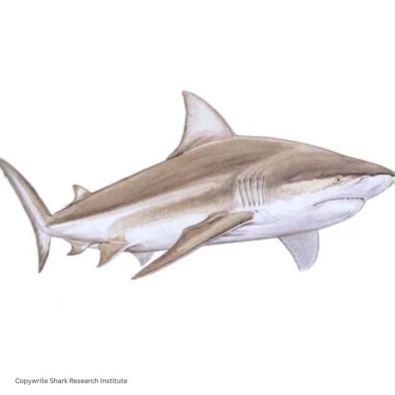 bull shark