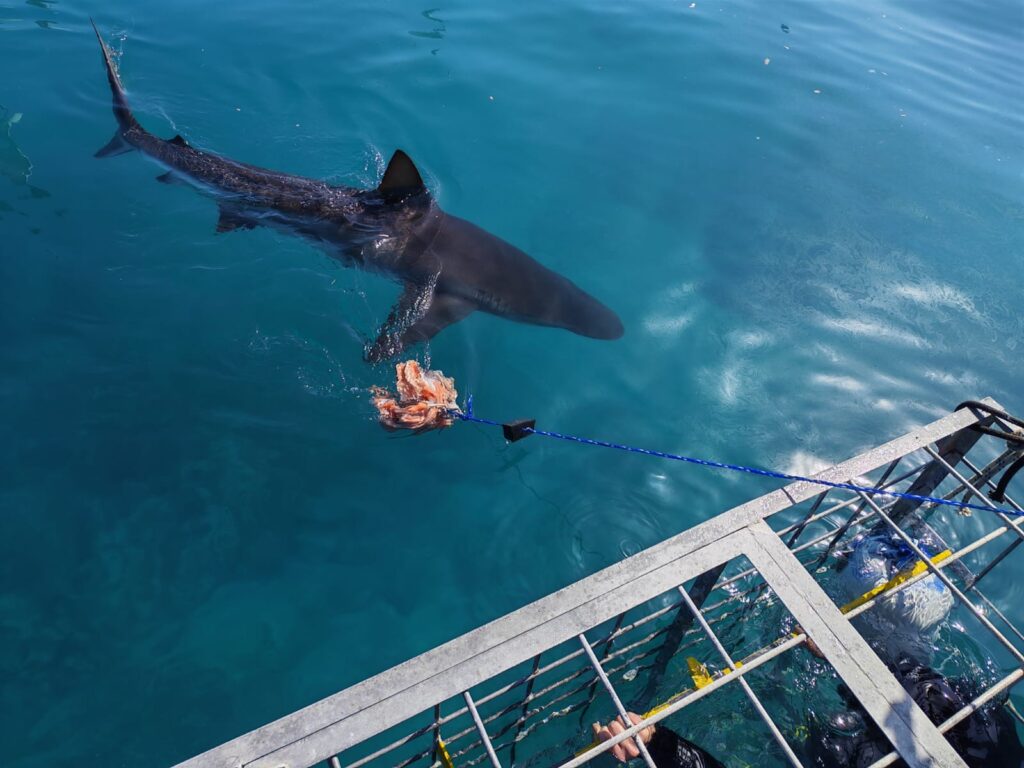 copper shark diving Gansbaai