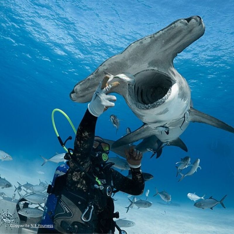 great hammerhead shark
