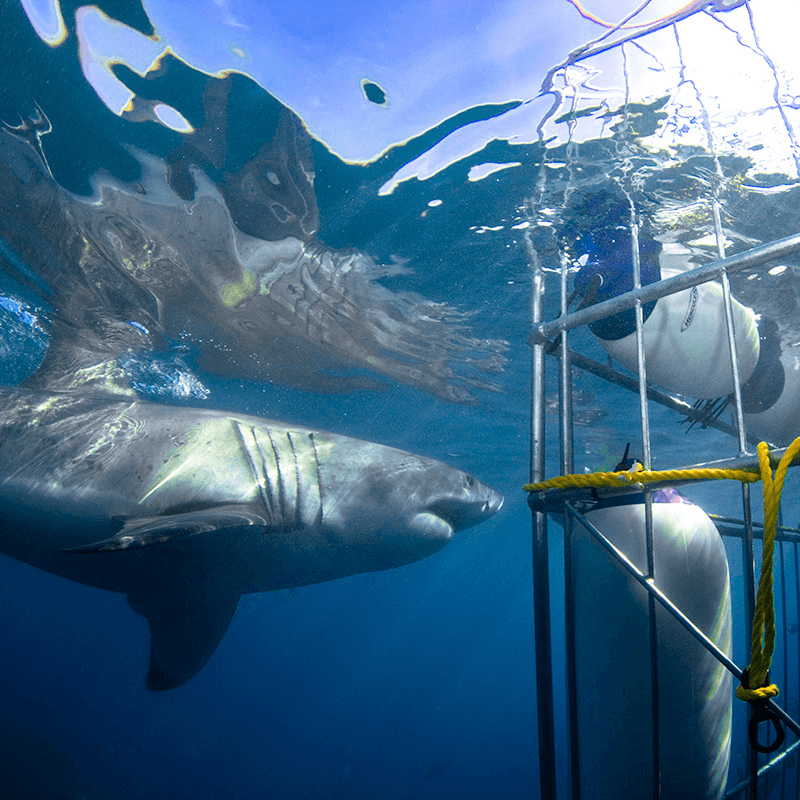 great white shark cage diving south africa