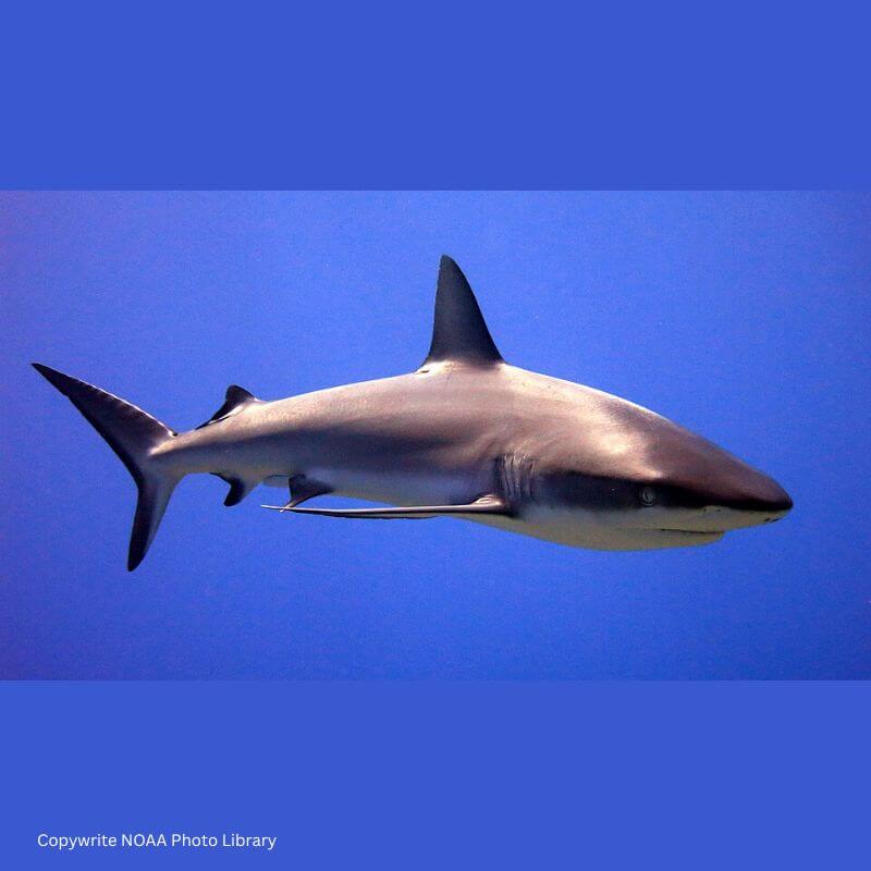 grey reef shark