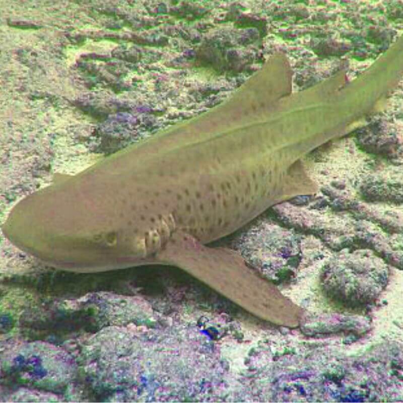 leopard shark