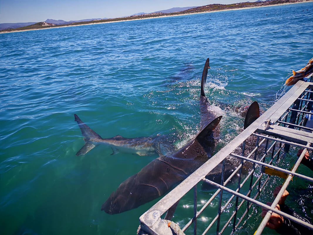 see sharks up close in Gansbaai