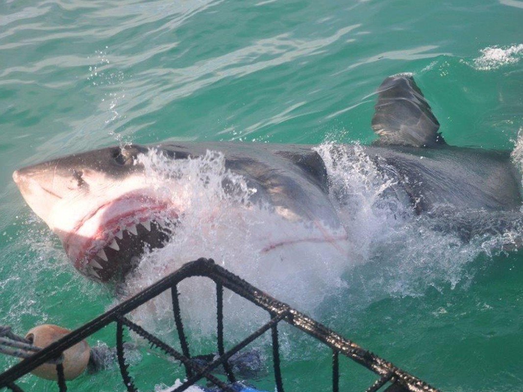 shark cage diving Gansbaai shark cage diving Gansbaai